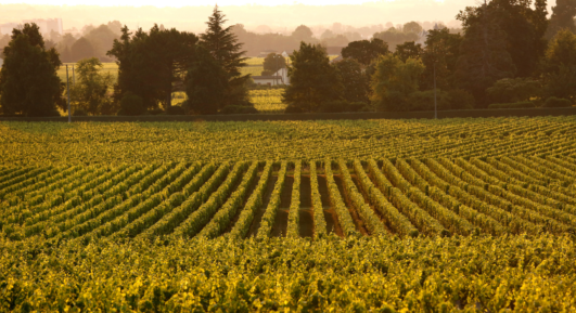 Le Libournais : une destination idéale entre patrimoine, vignobles et douceur de vivre
