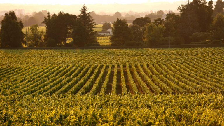 Lire la suite à propos de l’article Le Libournais : une destination idéale entre patrimoine, vignobles et douceur de vivre