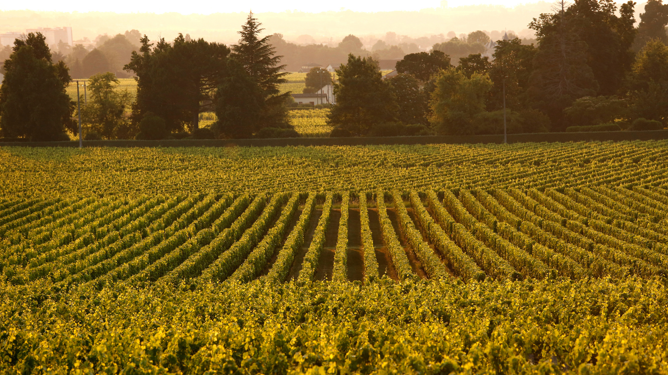 You are currently viewing Le Libournais : une destination idéale entre patrimoine, vignobles et douceur de vivre